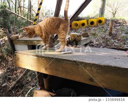 遊びに夢中の茶トラの可愛い子猫 遊びに夢中の茶トラの可愛い子猫 133699816