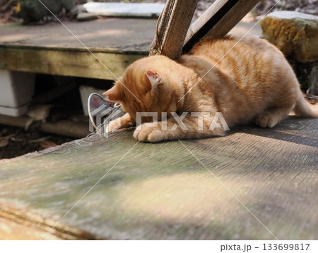 遊びに夢中の茶トラの可愛い子猫 遊びに夢中の茶トラの可愛い子猫 133699817