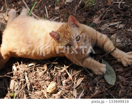 遊びに夢中の茶トラの可愛い子猫 遊びに夢中の茶トラの可愛い子猫 133699819