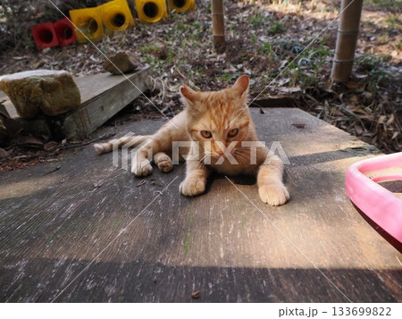 遊びに夢中の茶トラの可愛い子猫 遊びに夢中の茶トラの可愛い子猫 133699822
