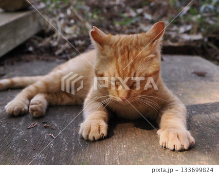 遊びに夢中の茶トラの可愛い子猫 遊びに夢中の茶トラの可愛い子猫 133699824
