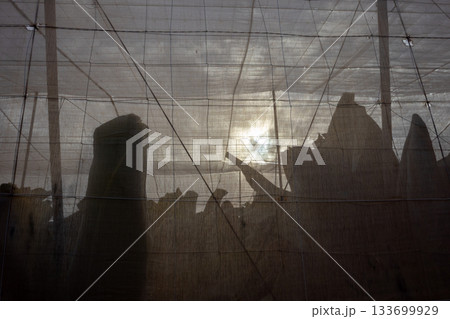 Greenhouse with banana trees, Spain Greenhouse with banana trees, Spain 133699929