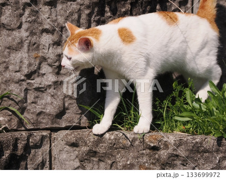 石垣の段々ベッドで休む可愛い猫 133699972