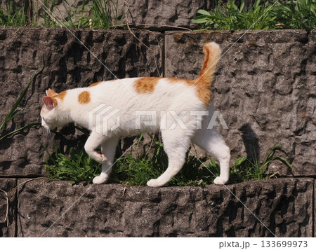 石垣の段々ベッドで休む可愛い猫 石垣の段々ベッドで休む可愛い猫 133699973