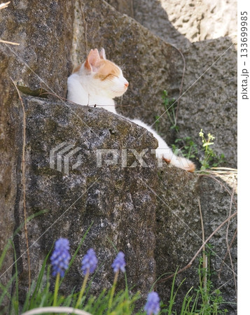 石垣の段々ベッドで休む可愛い猫 133699985