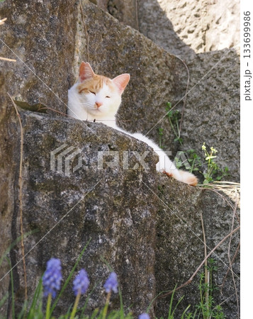 石垣の段々ベッドで休む可愛い猫 133699986