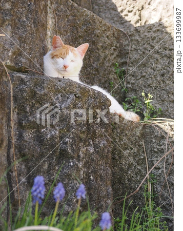石垣の段々ベッドで休む可愛い猫 石垣の段々ベッドで休む可愛い猫 133699987