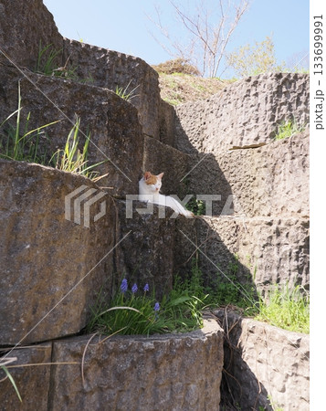 石垣の段々ベッドで休む可愛い猫 石垣の段々ベッドで休む可愛い猫 133699991