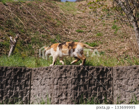 石垣の段々ベッドで休む可愛い猫 133699995