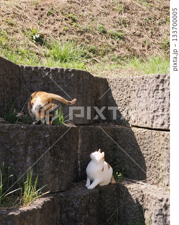 石垣の段々ベッドで休む可愛い猫 133700005