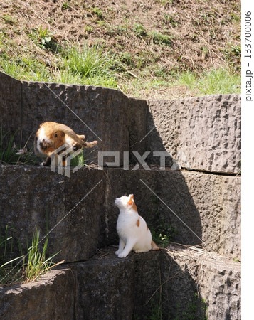 石垣の段々ベッドで休む可愛い猫 石垣の段々ベッドで休む可愛い猫 133700006
