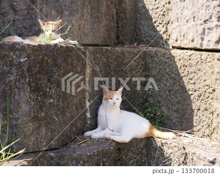 石垣の段々ベッドで休む可愛い猫 石垣の段々ベッドで休む可愛い猫 133700018