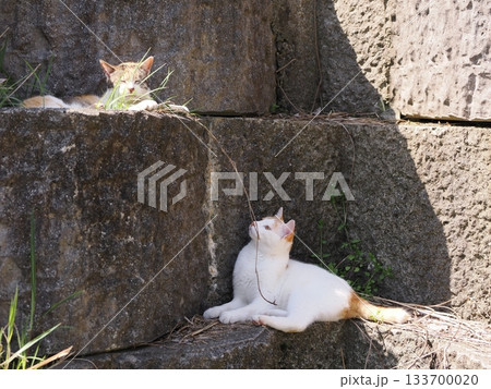 石垣の段々ベッドで休む可愛い猫 133700020