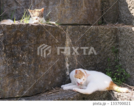 石垣の段々ベッドで休む可愛い猫 133700021