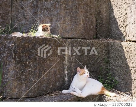 石垣の段々ベッドで休む可愛い猫 石垣の段々ベッドで休む可愛い猫 133700025