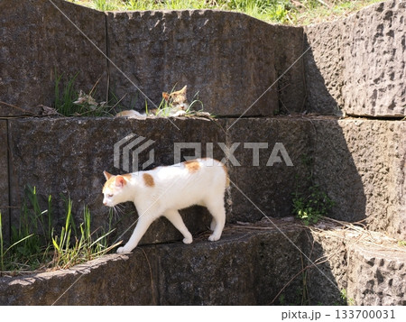 石垣の段々ベッドで休む可愛い猫 石垣の段々ベッドで休む可愛い猫 133700031