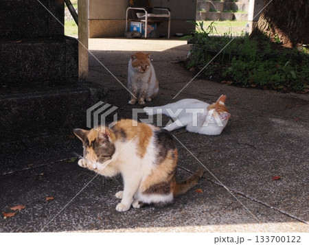 猫コロニーで暮らす地域猫たち 133700122