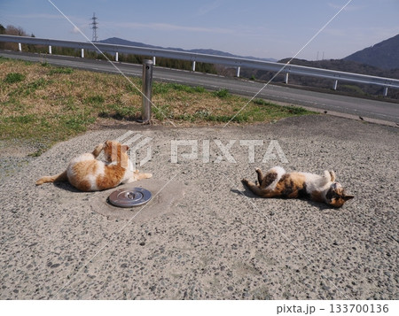 猫コロニーで暮らす地域猫たち 猫コロニーで暮らす地域猫たち 133700136