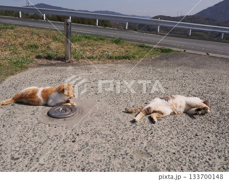 猫コロニーで暮らす地域猫たち 133700148