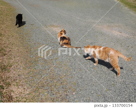 猫コロニーで暮らす地域猫たち 133700154