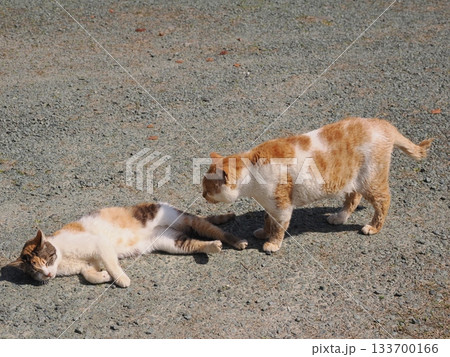 猫コロニーで暮らす地域猫たち 猫コロニーで暮らす地域猫たち 133700166