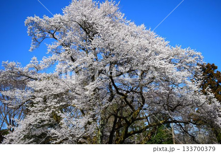 〔 埼玉県 〕 鉢形城の桜 氏邦桜 〔 埼玉県 〕 鉢形城の桜 氏邦桜 133700379
