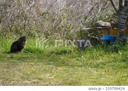 猫コロニーで仲良く暮らす猫たち 猫コロニーで仲良く暮らす猫たち 133700424