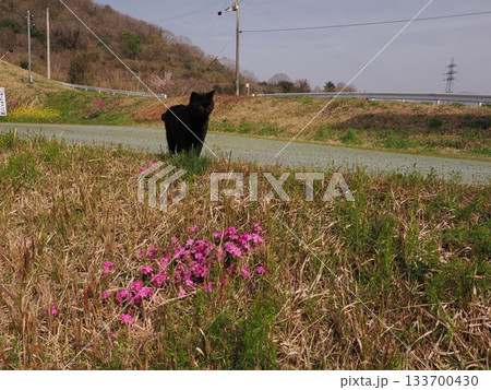 猫コロニーで仲良く暮らす猫たち 猫コロニーで仲良く暮らす猫たち 133700430