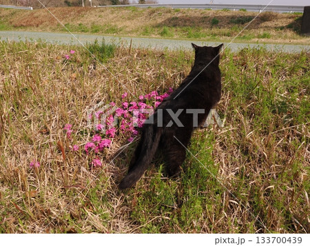 猫コロニーで仲良く暮らす猫たち 133700439