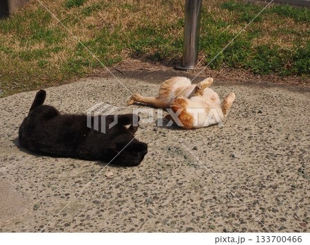 猫コロニーで仲良く暮らす猫たち 133700466