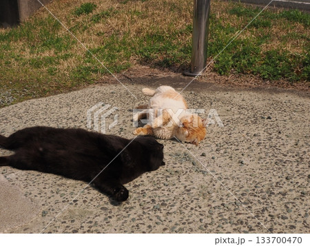 猫コロニーで仲良く暮らす猫たち 猫コロニーで仲良く暮らす猫たち 133700470