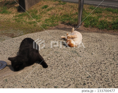 猫コロニーで仲良く暮らす猫たち 133700477