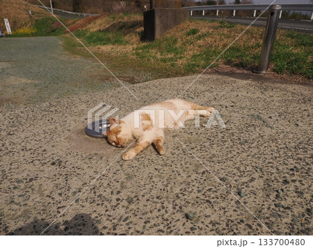 猫コロニーで仲良く暮らす猫たち 猫コロニーで仲良く暮らす猫たち 133700480