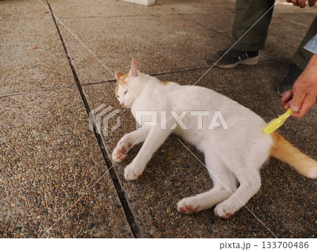 猫コロニーで仲良く暮らす猫たち 133700486