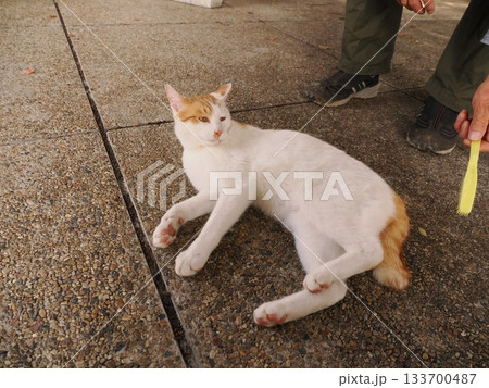 猫コロニーで仲良く暮らす猫たち 133700487