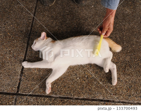 猫コロニーで仲良く暮らす猫たち 猫コロニーで仲良く暮らす猫たち 133700493
