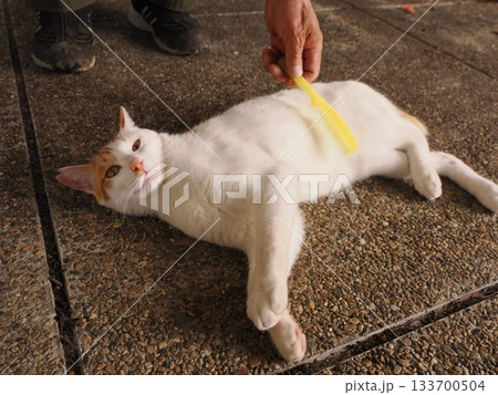 猫コロニーで仲良く暮らす猫たち 猫コロニーで仲良く暮らす猫たち 133700504
