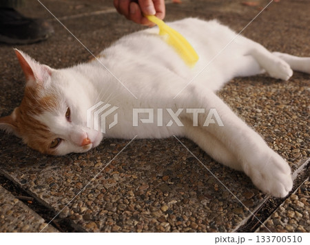 猫コロニーで仲良く暮らす猫たち 133700510