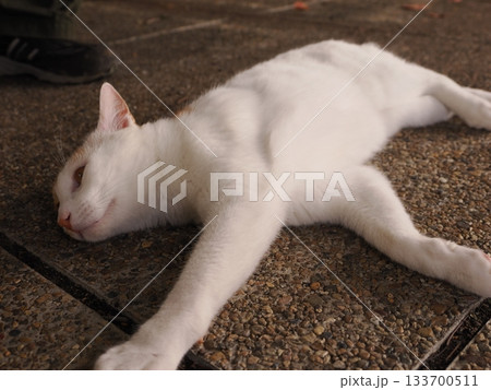 猫コロニーで仲良く暮らす猫たち 猫コロニーで仲良く暮らす猫たち 133700511