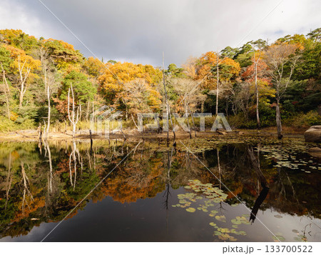 木々が色づく六甲の横池・雌池　 133700522