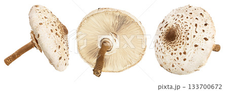 Parasol mushroom or Macrolepiota procera isolated on white background Parasol mushroom or Macrolepiota procera isolated on white background 133700672