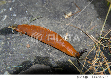 European red slug aka Chocolate arion Arion rufus on a woodland path. High quality photo European red slug aka Chocolate arion Arion rufus on a woodland path. High quality photo 133700787