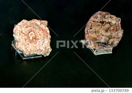 A bunch of different types of cauliflowers are on a glass table. A collection of minerals from the sea. A stone with the word quartz on it. High quality photo A bunch of different types of cauliflowers are on a glass table. A collection of minerals from the sea. A stone with the word quartz on it. High quality photo 133700789