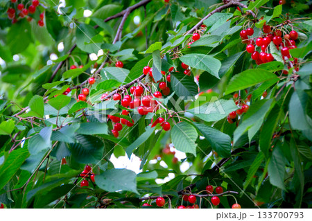 Cherry branch with ripe red berries on a dark green background. Garden natural cherry. High quality photo 133700793