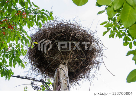 Large nest of White stork Ciconia ciconia, Ciconiidae, blue sky background. Migrating bird, settled for summer, outdoor. Wildlife in urban conditions, spring season concept. High quality photo Large nest of White stork Ciconia ciconia, Ciconiidae, blue sky background. Migrating bird, settled for summer, outdoor. Wildlife in urban conditions, spring season concept. High quality photo 133700804