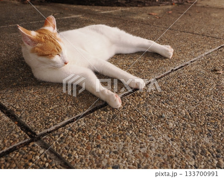寝転がる猫 寝転がる猫 133700991