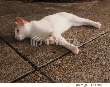 寝転がる猫 寝転がる猫 133700992