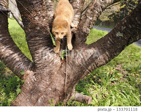 桜の木に登る可愛い子猫 桜の木に登る可愛い子猫 133701118