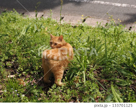 桜の木に登る可愛い子猫 133701125
