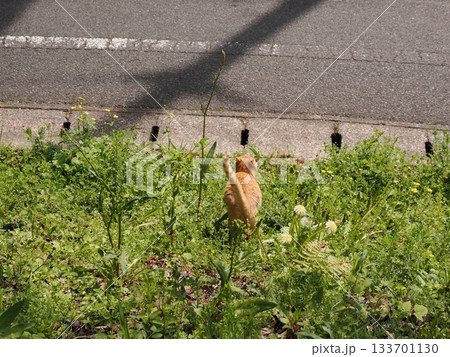 桜の木に登る可愛い子猫 133701130